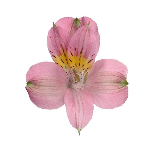 Alstroemeria Fancy x 10 Tallos - Centroamericana de Flores