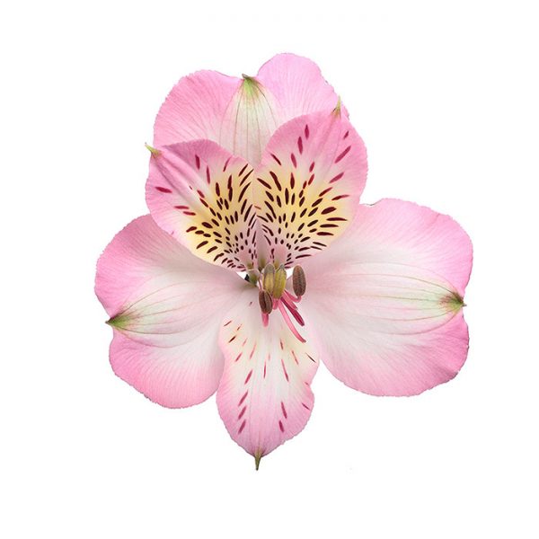 Alstroemeria Fancy x 10 Tallos - Centroamericana de Flores